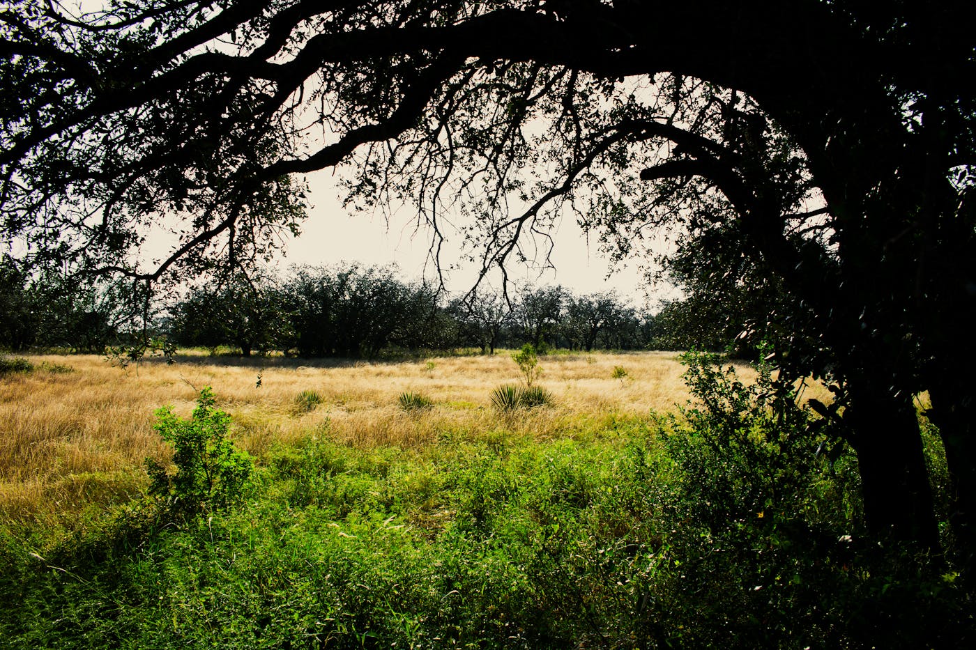 Texas oak tree in a Godley field — call us to schedule service on rural properties just like these