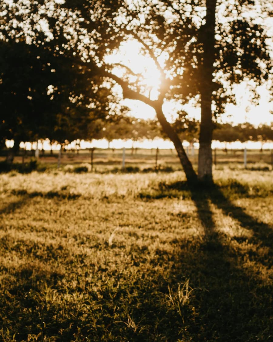 Texas oak tree at golden hour with long shadows across a grassy field — the Godley, TX land we serve